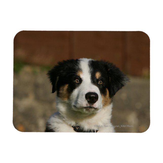 12 Week Old Border Collie Puppy Headshot Magnet (Horizontal)