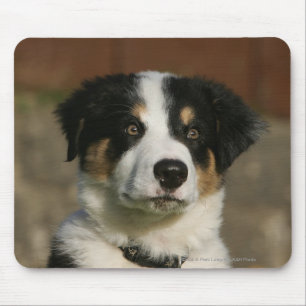 12 Week Old Border Collie Puppy Headshot Mouse Mat