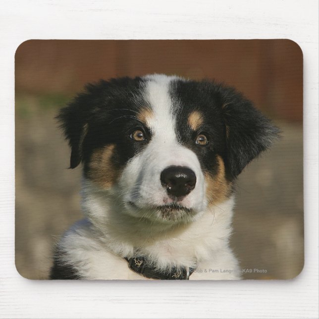 12 Week Old Border Collie Puppy Headshot Mouse Mat (Front)