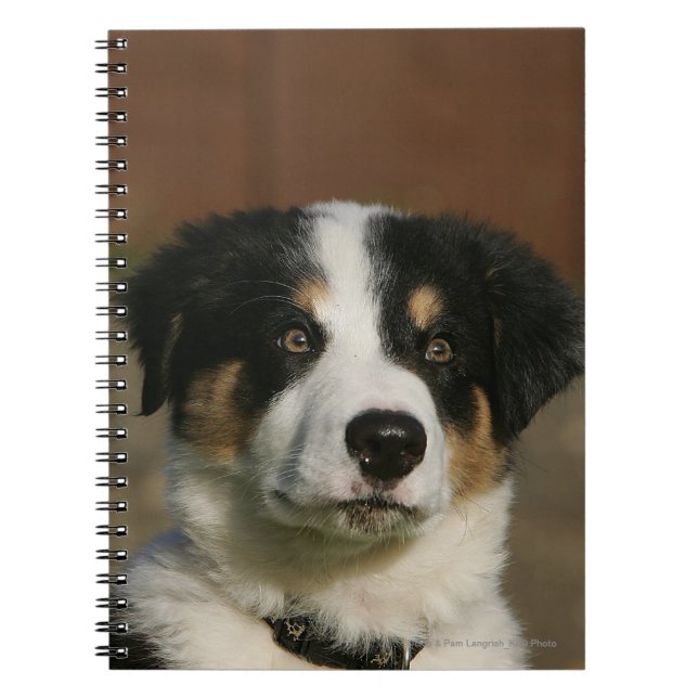 12 Week Old Border Collie Puppy Headshot Notebook (Front)
