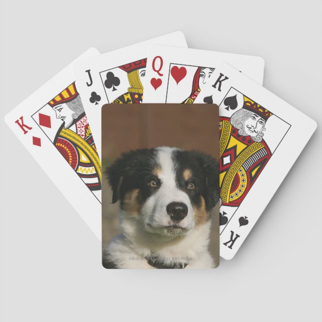 12 Week Old Border Collie Puppy Headshot Playing Cards (Back)