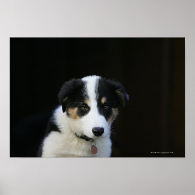 12 Week Old Border Collie Puppy Poster (Front)