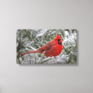 12 x12 Canvas Print The Red Cardinal