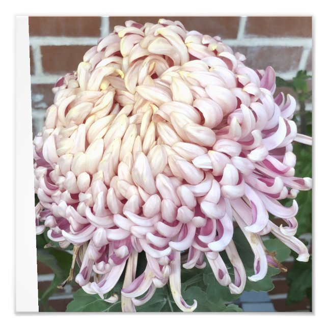 12"x12" Chrysanthemum Photo Print (Front)