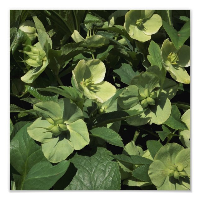 12"x12" Green Hellebore Photo Print (Front)