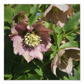12"x12" Pink Hellebore Photo Print