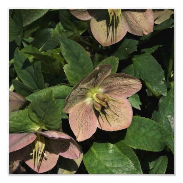 12"x12" Pink Hellebore Photo Print (Front)