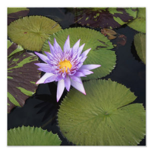12"x12" Water Lily Photo Print