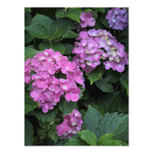 12"x16" Pink Hydrangea Photo Print