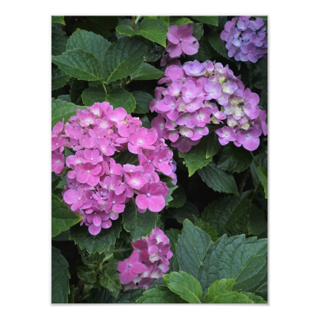 12"x16" Pink Hydrangea Photo Print (Front)