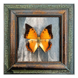 12" x 12" Black-Bordered Charaxes Butterfly Photo Print