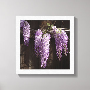 12" x 12" Purple Wisteria on Wooden Fence Canvas Print