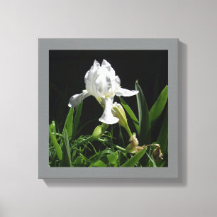 12" x 12" White Iris on Black Background Photo Canvas Print