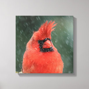 12x12 Cardinal in a pine tree during a snow storm Canvas Print