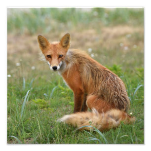 12x12 photo of fox