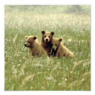 12x12 Satin photo of grizzly bear cubs Print