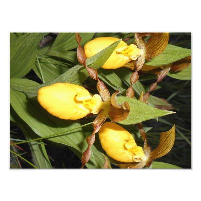 12x16 Photo Print (Front)