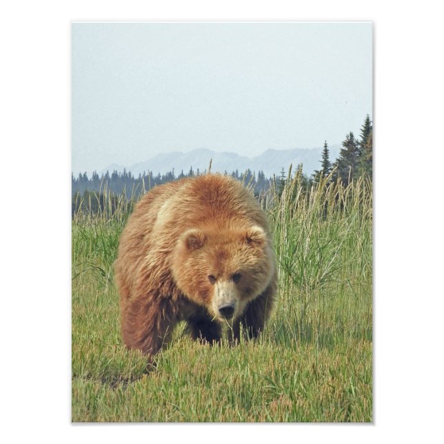 12x16 Satin finish photo of grizzly bear (Front)