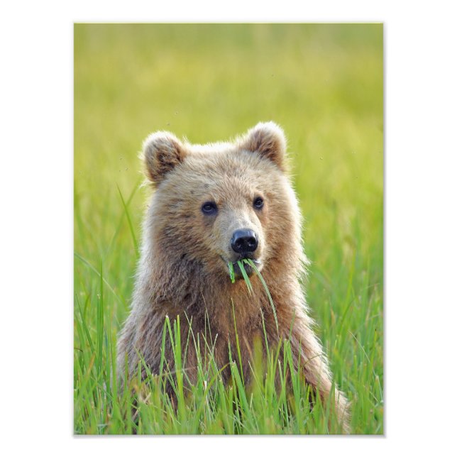 12x16 Satin finish photo of grizzly bear cub Print (Front)