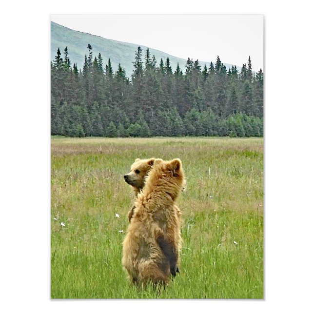 12x16 Satin finish photo of grizzly bear cubs (Front)