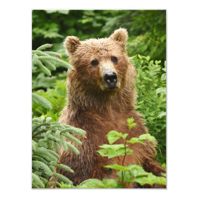 12x16 Satin finish photo of grizzly bear Print (Front)
