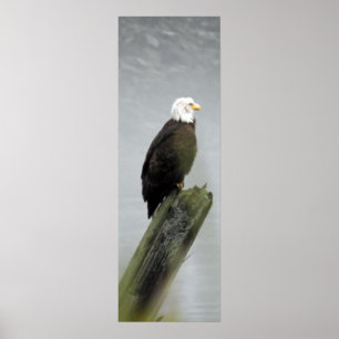 12x36 Poster Paper (Matte) of eagle
