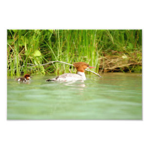 12x8 Satin photo of duck & duckling