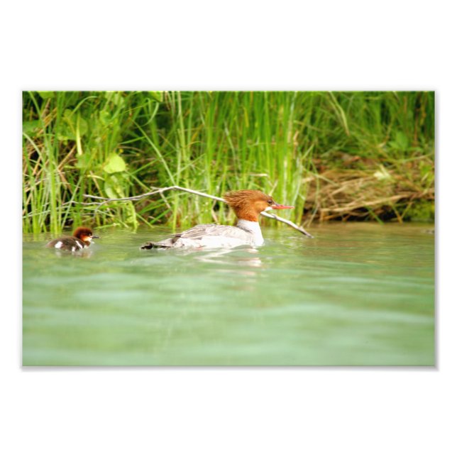 12x8 Satin photo of duck & duckling Print (Front)