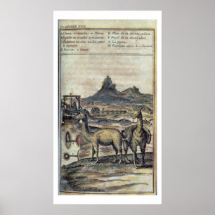 137-0627924 Illustration from a history of Peru sh Poster