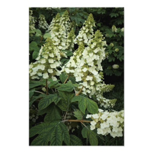 13"x19" Oakleaf Hydrangea Photo Print