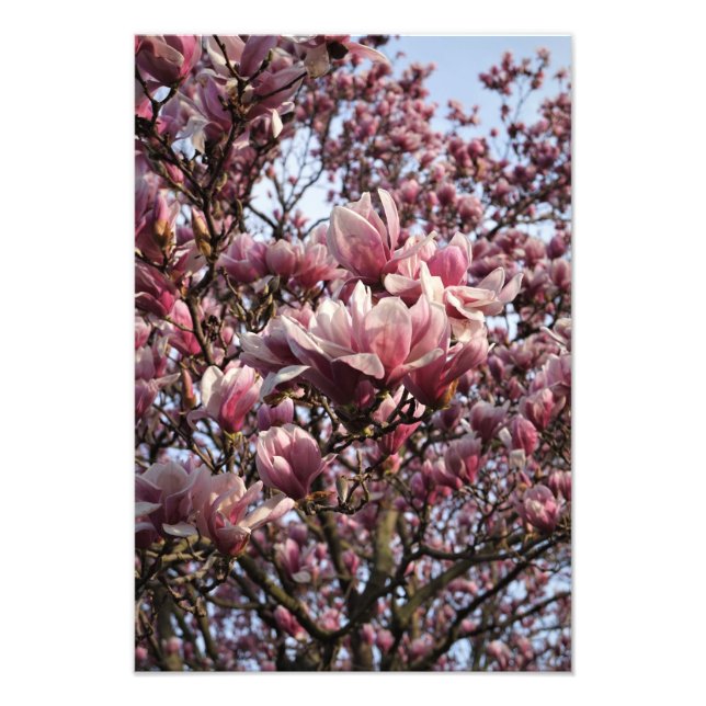 13"x19" Pink Magnolia Trees Photo Print (Front)