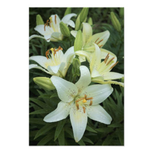 13"x19" White Lilies Photo Print