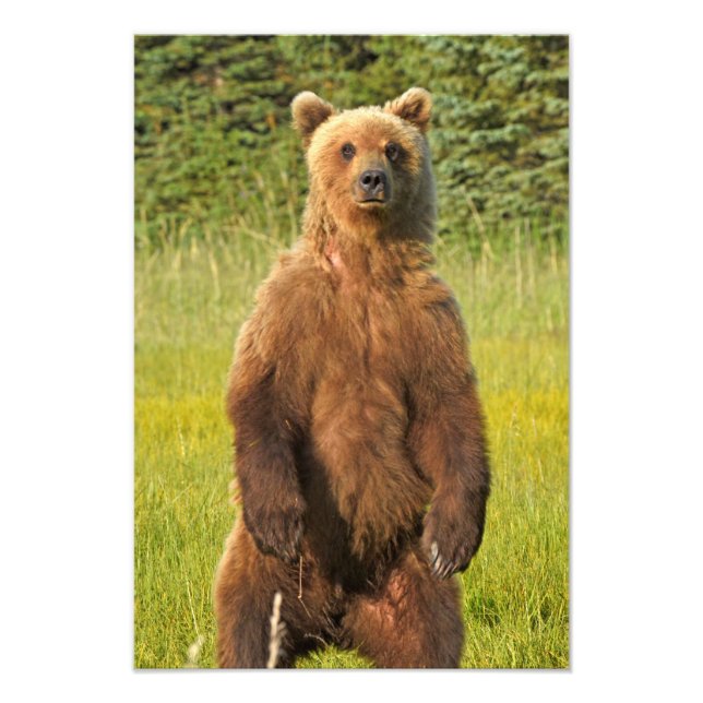 13x19 Satin photo of grizzly bear (Front)