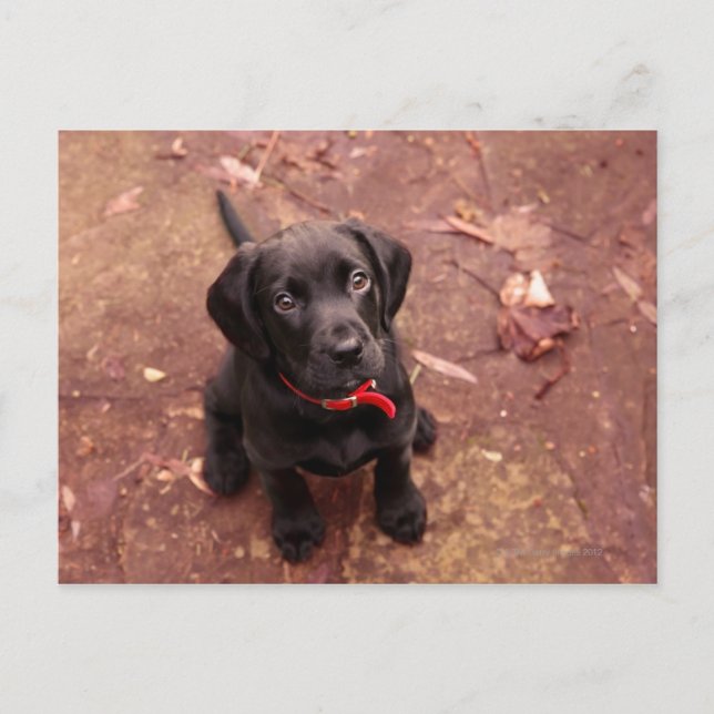 14 Week Old Black Lab Postcard (Front)