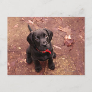 14 Week Old Black Lab Postcard