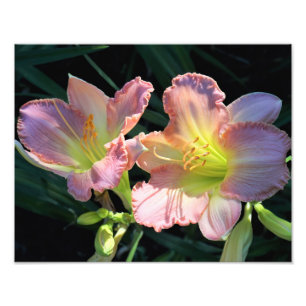14"x11" Daylilies Photo Print