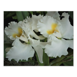 14"x11" Orchids Photo Print
