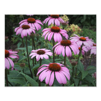 14"x11" Pink Coneflowers Photo Print