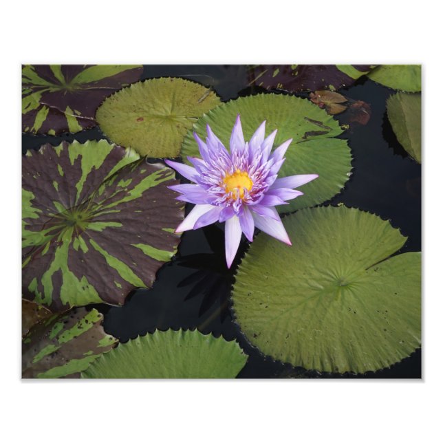 14"x11" Water Lily Photo Print (Front)