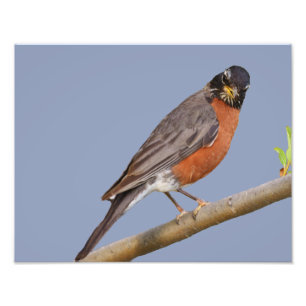 14" x 11", Kodak Professional Photo Paper (Satin)