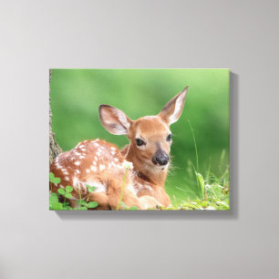 14x11 Adorable Fawn laying under a tree Canvas Print
