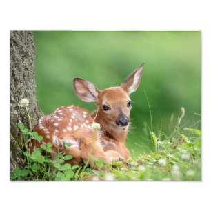 14x11 Adorable Fawn laying under a tree Photo Print