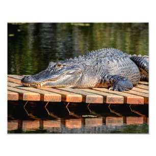 14x11 Alligator at Homosassa Springs Wildlife Park Photo Print