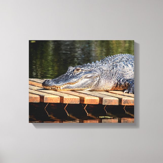 14x11 Alligator at Homosassa Springs Wildlife Stat Canvas Print (Front)