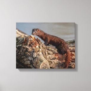 14x11 American Mink Canvas Print