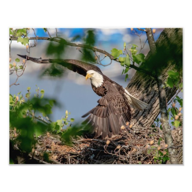 14x11 Bald Eagle leaving the nest Photo Print (Front)