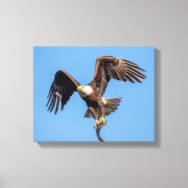 14x11 Bald Eagle with a fish Canvas Print (Front)