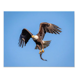 14x11 Bald Eagle with a fish Photo Print