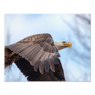 14x11 Bald Eagle with a wad of hay Photo Print