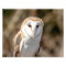 14x11 Barn Owl
